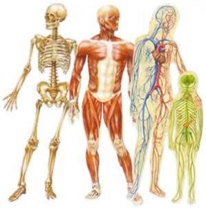 anatomie en fysiologie